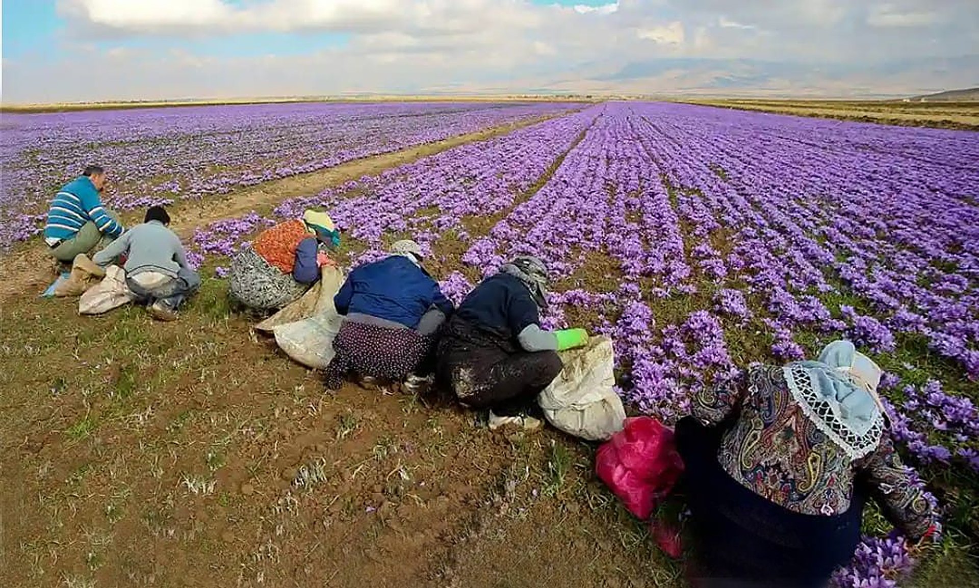 Cueilleuses penchées sur un champ de crocus violets en fleur, au pied des montagnes de Taliouine