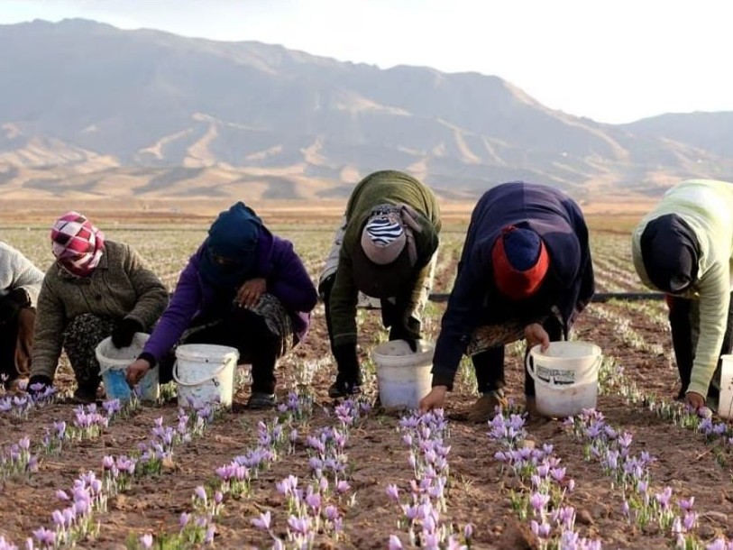 Cueilleurs et cueilleuses dans un champ de crocus en fleur, au pied des montagnes de Taliouine
